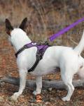 Joytale 6 FT Reflective Dog Leash - Purple