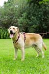Pink No Pull Dog Harness, Leash & Collar Set