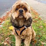 All Weather No Pull Harness for Small Dogs