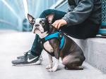 Gooby Escape Free Easy Fit Dog Harness - Turquoise