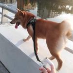 YIMEIS Adjustable No Pull Dog Harness and Leash Set