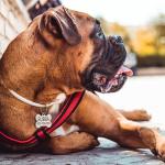 Personalized Stainless Steel Pet ID Tags - Heart Design