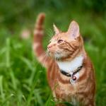 Personalized Stainless Steel Pet ID Tags - Heart Design