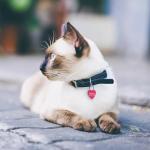 Personalized Anodized Aluminum Pet ID Tags