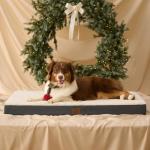Cozy Large Dog Bed with Removable Cover