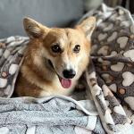 Soft & Fluffy Puppy Blankets for Small Pets
