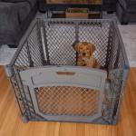 MyPet North States Folding Dog Playpen - 4 Panels