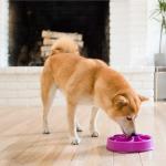 Outward Hound Fun Feeder Slow Bowl - Medium