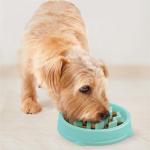 Outward Hound Slow Feeder Bowl for Small Dogs
