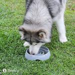 LumoLeaf Large Slow Feeder Dog Bowl - 4 Cups