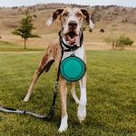Collapsible Dog Bowls - 2 Pack for Travel