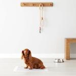 Amazon Basics Carbon Odor-Control Pee Pads for Dogs