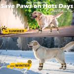 Anti-Slip Dog Socks for Paw Protection