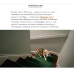 Anti-Slip Dog Socks for Paw Protection