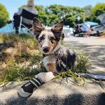 QUMY Breathable Dog Boots for Summer Protection