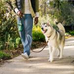 Durable Leakproof Dog Poop Bag Dispenser & Bags