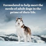 Blue Buffalo Wilderness Grain-Free Wet Dog Food