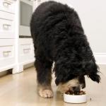 Open Farm Grain-Free Dry Dog Food, 3.5lb