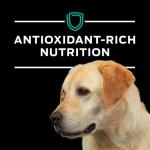 Purina Pro Plan EN Gastroenteric Dog Food 6 lb