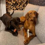 Nylabone Power Chew Bone Toy for Aggressive Dogs