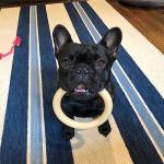 Nylabone Power Chew Ring Bone Toy - Large