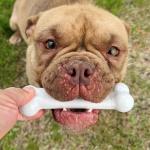 Nylabone Power Chew Chicken Flavor Dog Toy