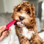 Nylabone Power Chew Toy Value Pack for Dogs