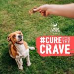 Turkey Jerky Dog Treats – Single Ingredient Snack