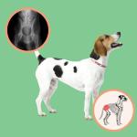 Joint Care Powder for Dogs - Hip & Flexibility Support