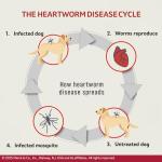 Tri-Heart Plus Chewable Tablets for Dogs, 6 Pack