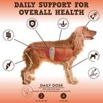 Jack&Pup Chewable Multivitamins for Dogs - 60ct