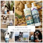Hemp & Flaxseed Oil for Dogs’ Healthy Coat