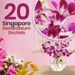 Fresh Singapore Dendrobium Orchids Bouquet with Chocolates