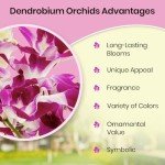 Fresh Singapore Dendrobium Orchids Bouquet with Chocolates