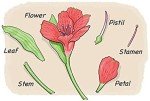 Say It With Flowers: Stunning Birthday & Anniversary Blooms