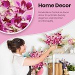 Fresh Singapore Dendrobium Orchids Bouquet with Chocolates