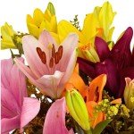 Luxury Asiatic Lily Bouquet with Personalized Card