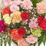 Vibrant Carnation Bouquets for Every Occasion