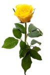 Vibrant Yellow Rose and Mixed Flower Bouquet