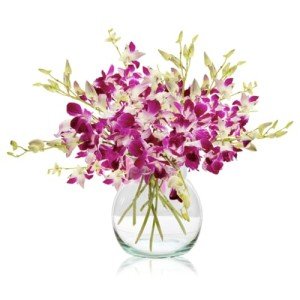 Fresh Singapore Dendrobium Orchids Bouquet with Chocolates