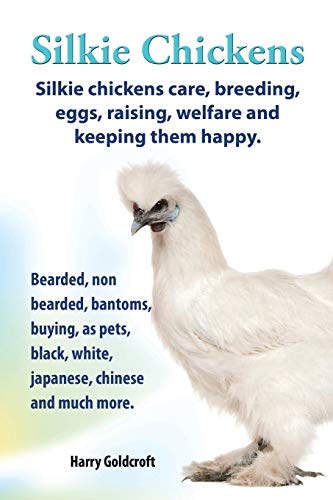 Silkie Chickens: Care, Breeding, and Happy Raising