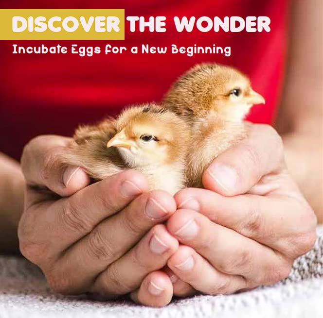 Industrial Egg Incubator, Automatic 48 Unit+Digital Display