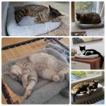 Cozy Washable Cat Bed for Kittens and Cats