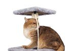 Multi-Level Cat Tree with House and Scratching Post
