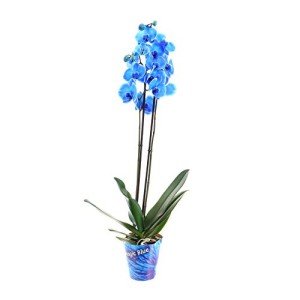 Blue Phalaenopsis Orchid - Double Stemmed Houseplant