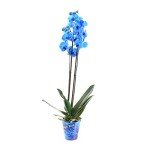 Blue Phalaenopsis Orchid - Double Stemmed Houseplant