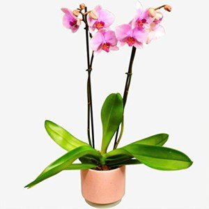 Pink Phalaenopsis Orchid – Stunning Indoor Flower Plant