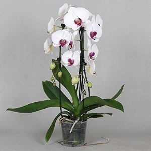 White Phalaenopsis Orchid Plant in 12cm Pot