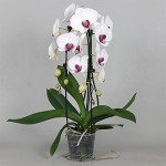 White Phalaenopsis Orchid Plant in 12cm Pot