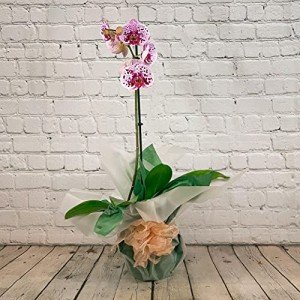 Single Stem Pink Orchid for Home Decor